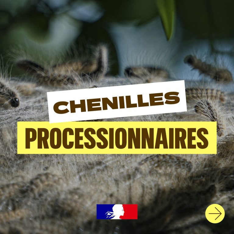 CHENILLES1