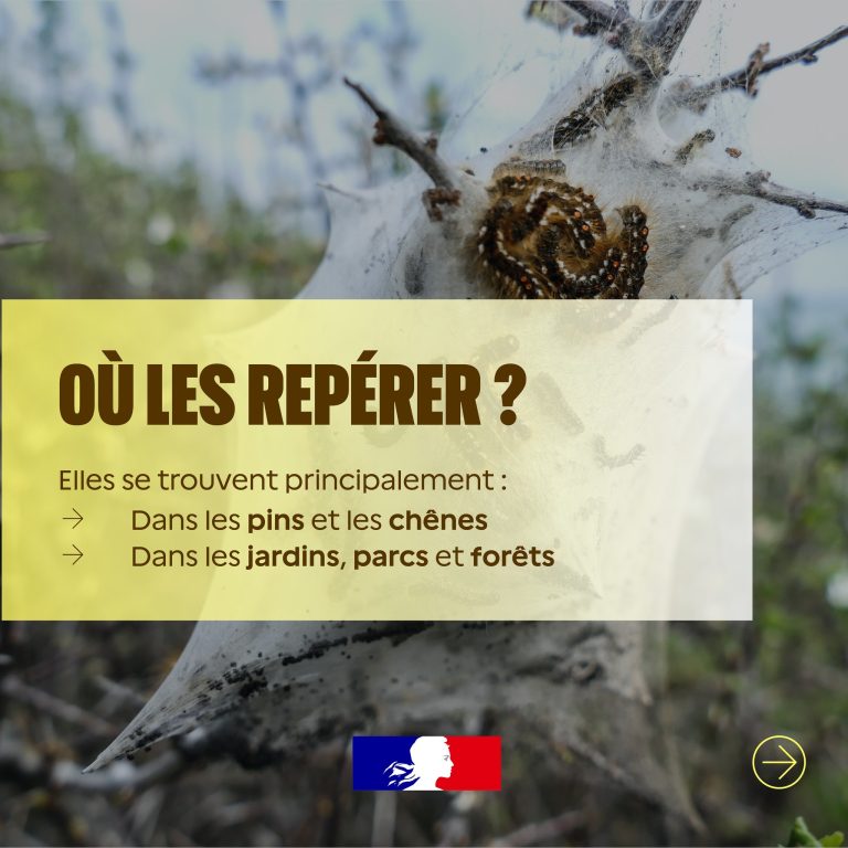 CHENILLES3