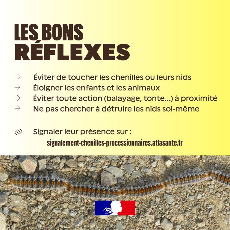 CHENILLES4